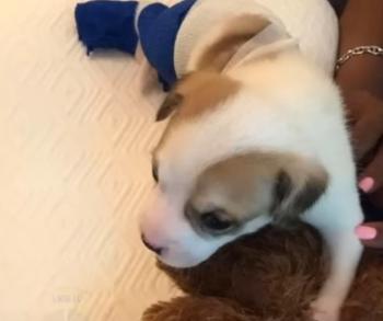 Abandoned Puppy with a Deformed Leg Finds Unlikely Heroes and a Forever Home-1