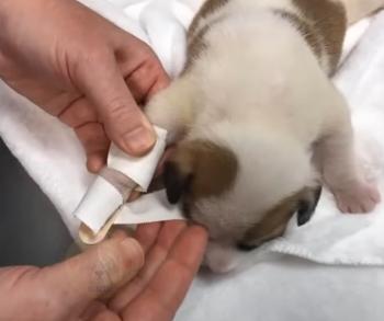 Cachorro abandonado con una pierna deformada encuentra héroes improbables y un hogar para siempre-1