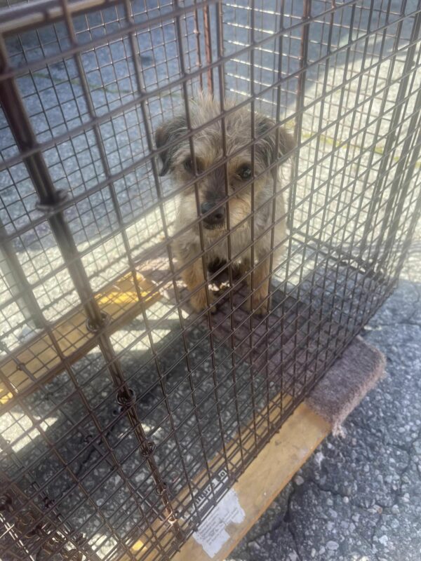 Cachorro abandonado anhela una segunda oportunidad: ¿encontrará su hogar definitivo? -1