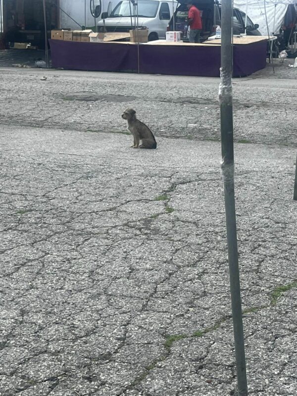 Cachorro abandonado anhela una segunda oportunidad: ¿encontrará su hogar definitivo? -1