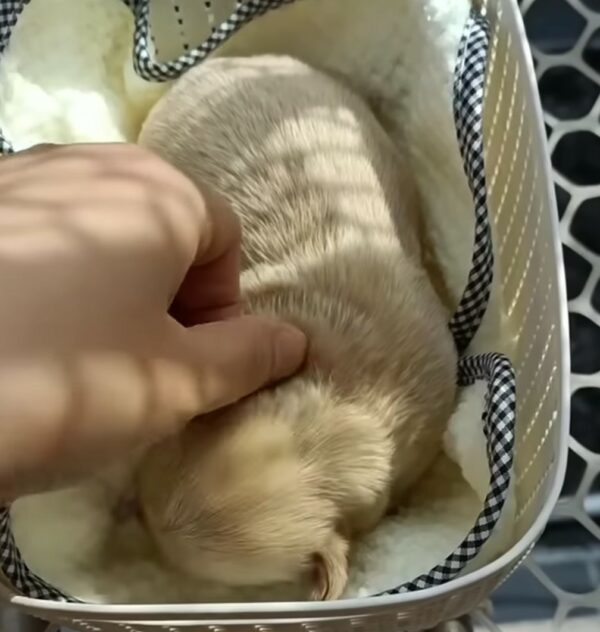 Abandoned Puppy’s Cry Leads to Unbelievable Discovery-1