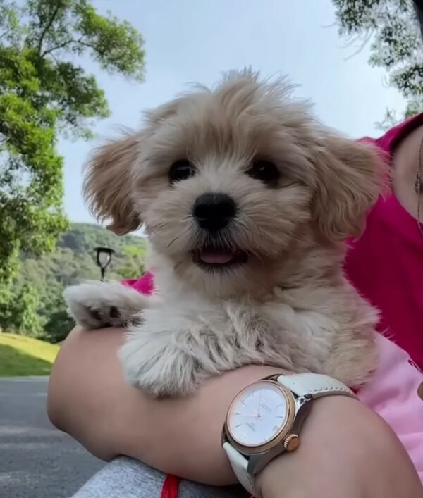 El llanto de un cachorro abandonado conduce a un descubrimiento increíble-1