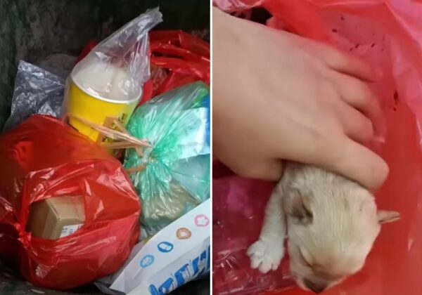 Abandoned Puppy’s Cry Leads to Unbelievable Discovery-1