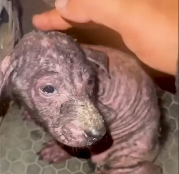 Abandoned Puppy’s Heartfelt Journey from Fear to Love-1