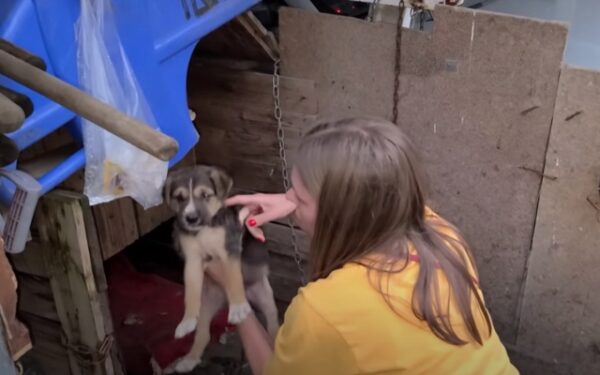 La difícil situación de un cachorro abandonado en un estacionamiento solitario genera una misión de rescate urgente-1