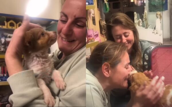 El extraordinario viaje hacia la alegría de un cachorro abandonado con su nueva familia-1