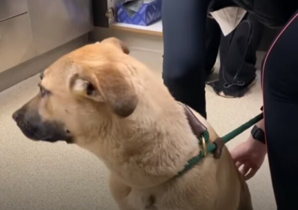 El rescate de un cachorro abandonado se transforma en un inspirador viaje de recuperación-1