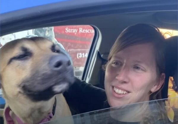 Abandoned Puppy's Rescue Transforms Into An Uplifting Journey of Recovery-1