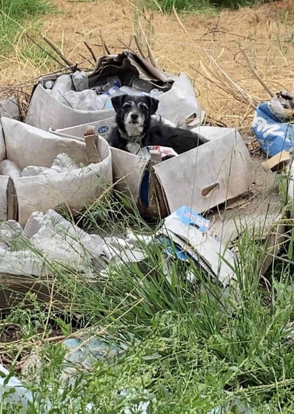 La desgarradora espera de un cachorro abandonado por una familia que nunca regresó-1