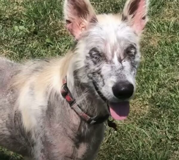 La súplica de un cachorro abandonado derrite el corazón de un camionero y lo lleva a una transformación increíble-1