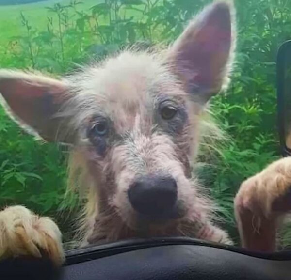 La súplica de un cachorro abandonado derrite el corazón de un camionero y lo lleva a una transformación increíble-1