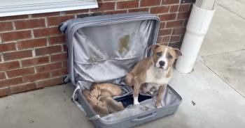 Abandoned Suitcase Reveals Heartbreaking Discovery at Firehouse-1