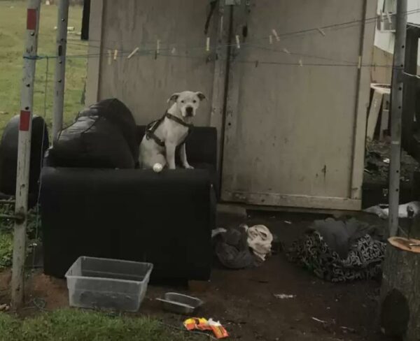 Abandoned Yet Hopeful: The Stirring Tale of a Dog's Wait for its Family's Return-1