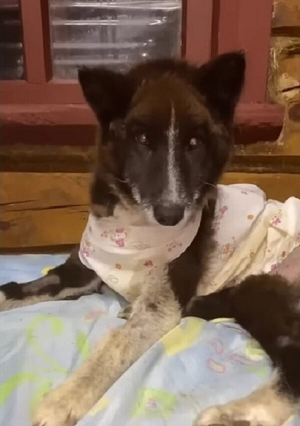 Abandonado pero esperanzador: la historia de la inquebrantable espera de un cachorro por el amor-1