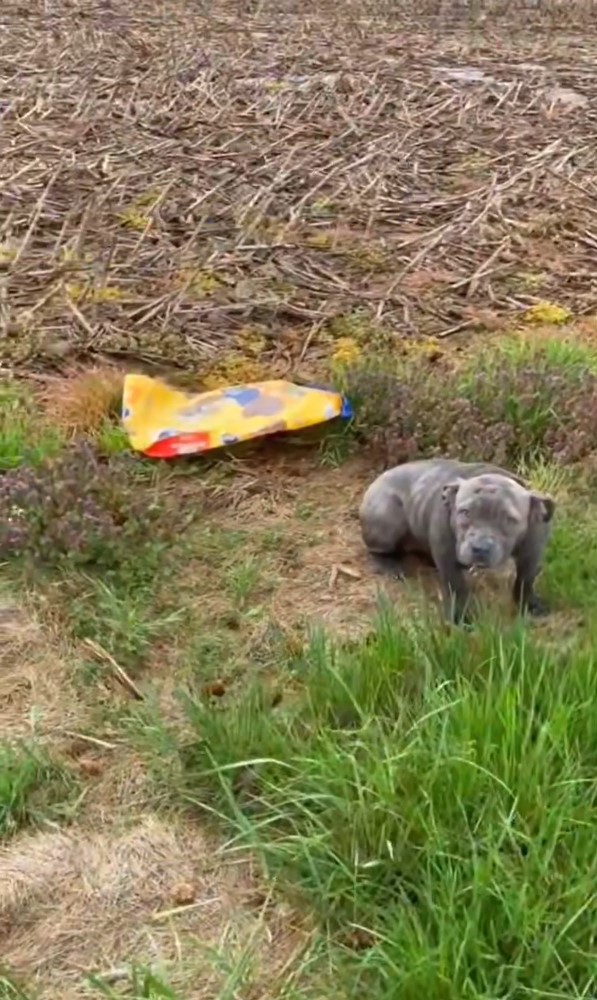 Abandonada pero esperanzada: la historia de una Pittie rescatada y su viaje hacia el amor-1