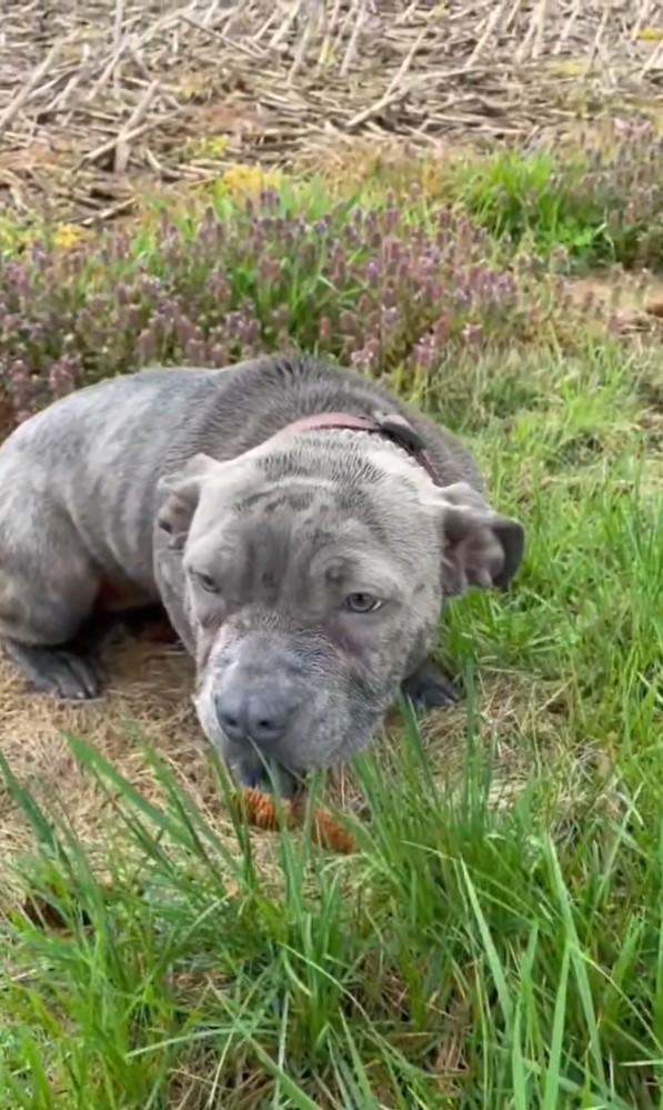 Abandonada pero esperanzada: la historia de una Pittie rescatada y su viaje hacia el amor-2