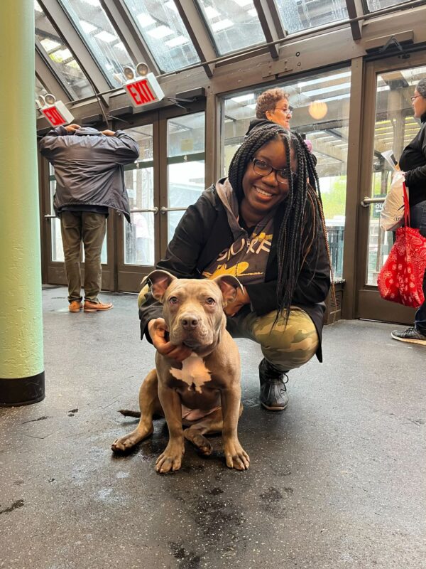 Abandonada pero esperanzada: la historia de una Pittie rescatada y su viaje hacia el amor-4