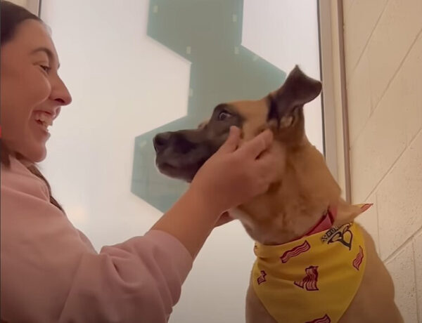 Después de años de dolor, la esperanza inquebrantable de este perro te romperá el corazón-1