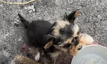 Contra todo pronóstico: el pequeño cachorro que robó corazones y encontró un nuevo hogar-1