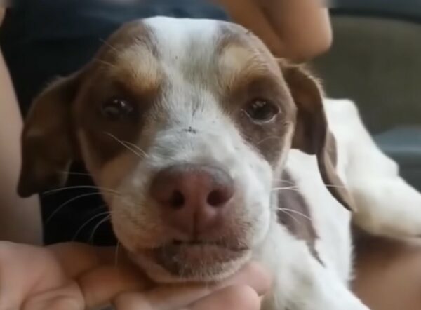 La vigilia inquebrantable de un perro abandonado: una historia de esperanza y redención-1