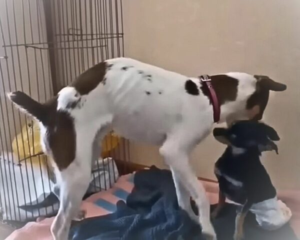 La vigilia inquebrantable de un perro abandonado: una historia de esperanza y redención-1