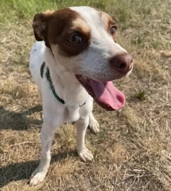 La vigilia inquebrantable de un perro abandonado: una historia de esperanza y redención-1