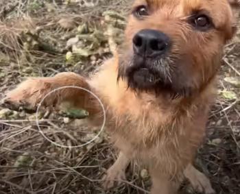 La lucha de un cachorro abandonado por sobrevivir: ¿encontrará esperanza? -1