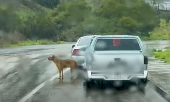 La lucha de un cachorro abandonado por sobrevivir: ¿encontrará esperanza? -1