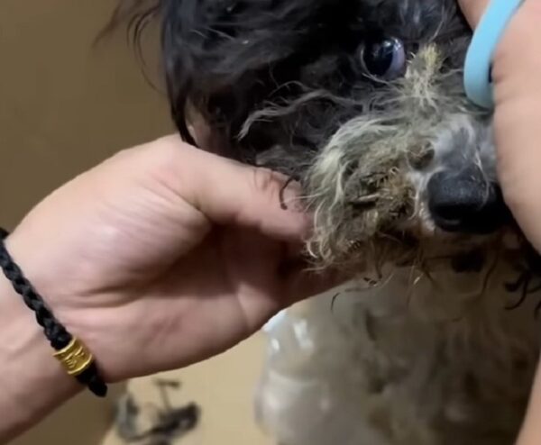 An Abandoned Pup's Plea for Help Finally Answers Her Prayers-1