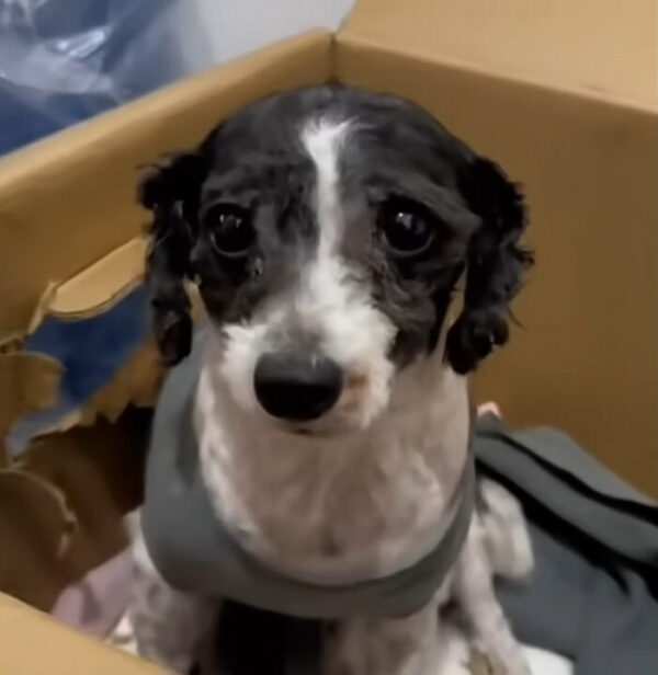 An Abandoned Pup's Plea for Help Finally Answers Her Prayers-1