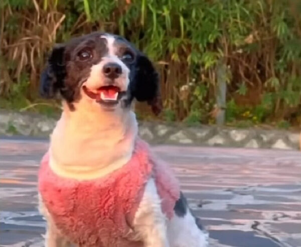La petición de ayuda de un cachorro abandonado finalmente responde a sus oraciones-1