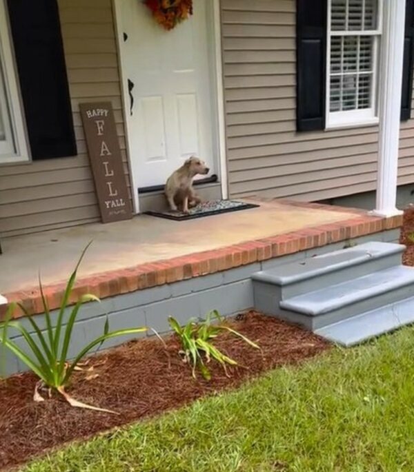 An Unexpected Visitor on Her Doormat Changed Everything-1