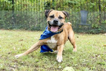 An Unlikely Hero: How a Cape Helped a Senior Dog Find His Forever Home-1