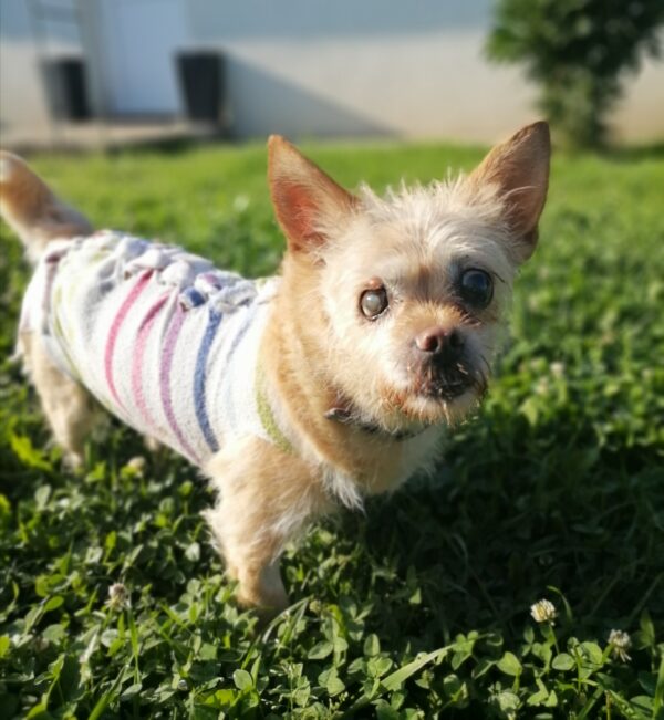 El fiel compañero de un perro ciego lleva a los rescatistas a un descubrimiento desgarrador-1