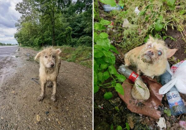 Blind Dog's Loyal Companion Leads Rescuers to Heartbreaking Discovery-1