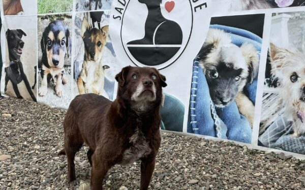 Blind Puppy Abandoned by Roadside Finds Unexpected Chance at Love-1