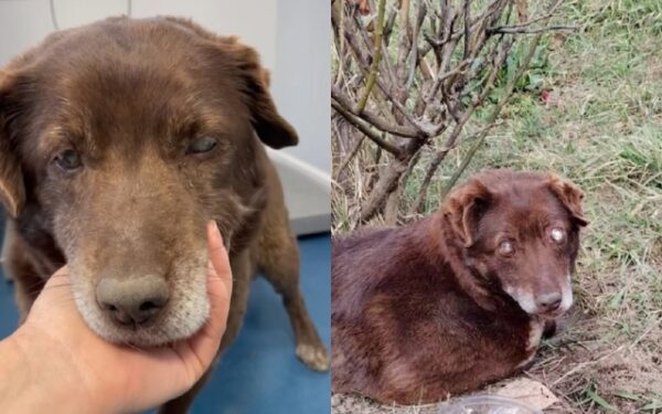 Blind Puppy Abandoned by Roadside Finds Unexpected Chance at Love-1