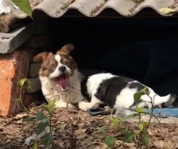 Brave Canine Mother Battles Severe Weather to Protect Her Pups-1