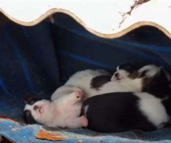 Brave Canine Mother Battles Severe Weather to Protect Her Pups-1