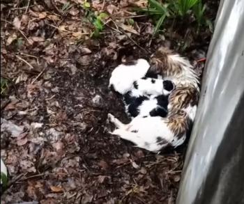 Valiente madre canina lucha contra el clima severo para proteger a sus cachorros-1