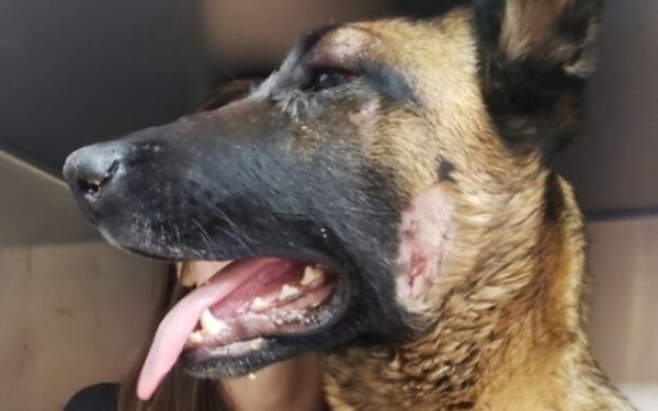 Brave Dog's Final Act of Heroism: The Story That Will Melt Your Heart-1