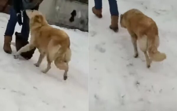 Brave Mother Dog's Plea: A Heartfelt Rescue Amid Freezing Cold-1