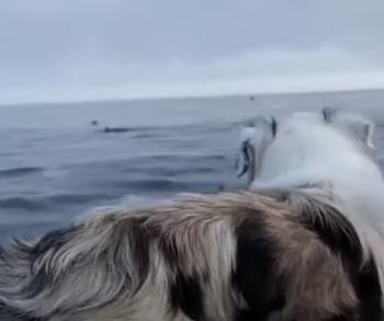Captivating Encounter: Australian Shepherd Meets Dolphins!-1