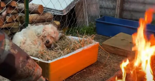 Chained Mama Dog's Desperate Fight for Her Newborns' Survival-1