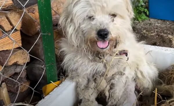 Chained Mama Dog's Desperate Fight for Her Newborns' Survival-1