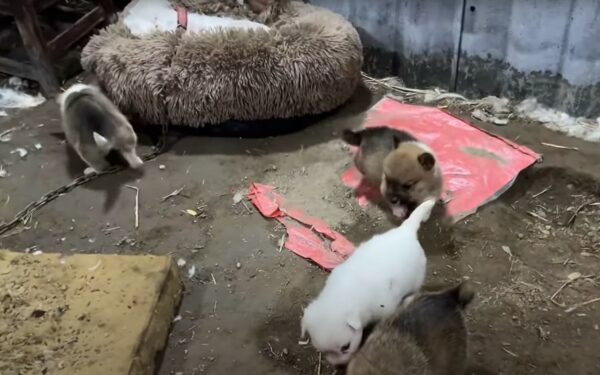 La lucha desesperada de mamá perro encadenada por la supervivencia de sus recién nacidos-1