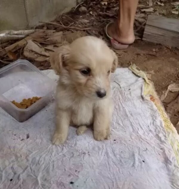 City Stroll revela un descubrimiento conmovedor: el viaje de un cachorro rescatado-1