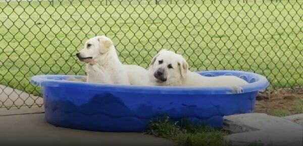 Couple Discovers Abandoned Blind Dog and Sibling on Their Doorstep - What Happened Next Will Surprise You-1