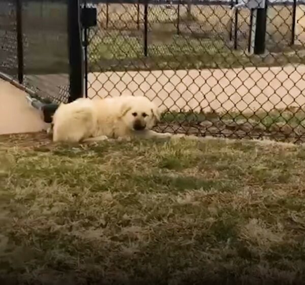 Una pareja descubre un perro ciego y un hermano abandonados en la puerta de su casa: lo que sucedió después te sorprenderá-1