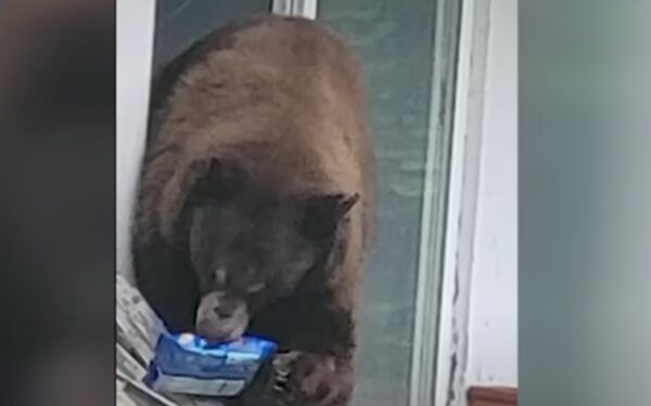 El gusto por lo dulce del oso curioso conduce a una increíble intrusión en el hogar-1